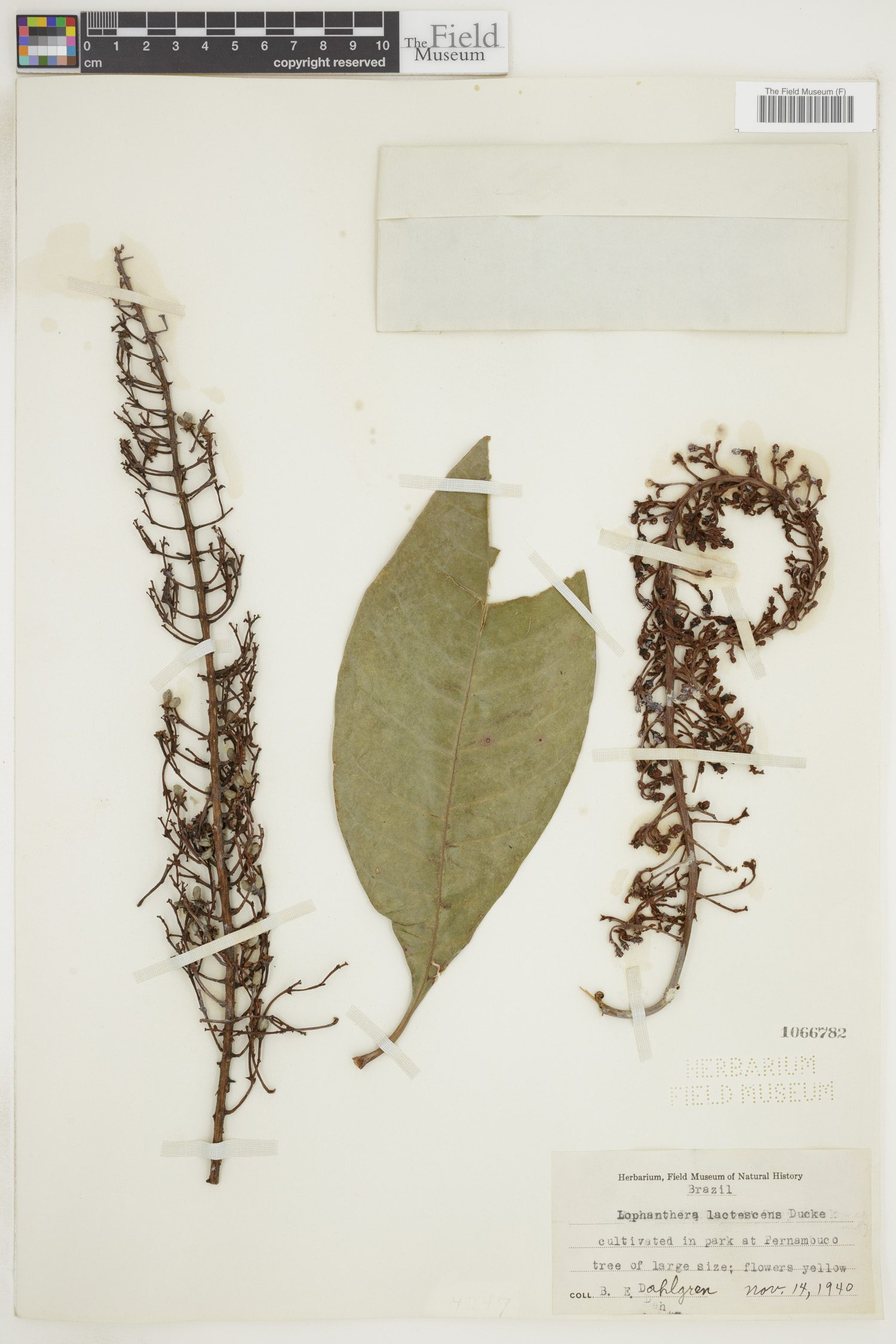 Lophanthera lactescens image