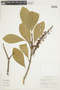 Lophanthera lactescens image