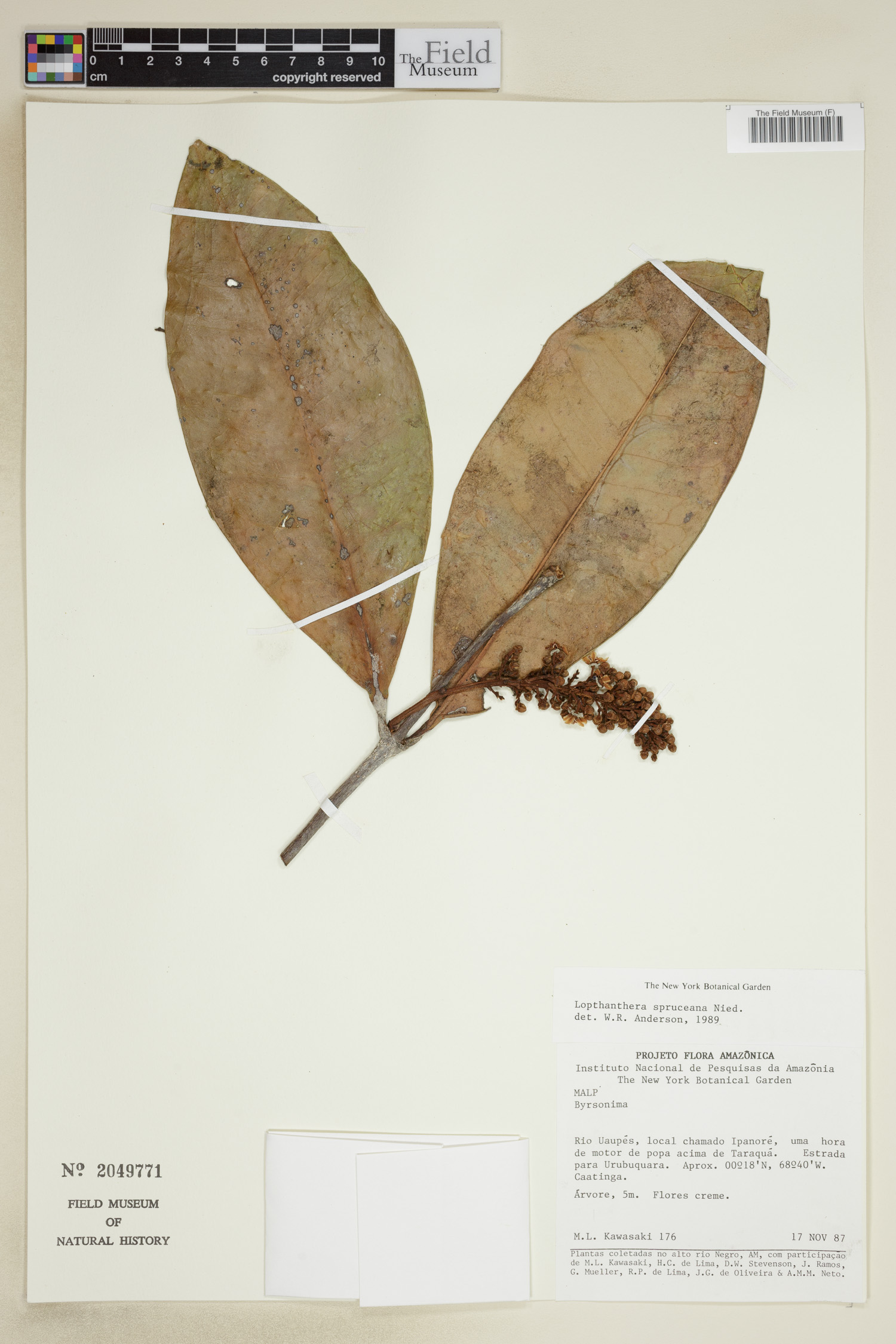Lophanthera spruceana image