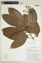 Lophanthera pendula image
