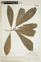 Lophanthera longifolia image