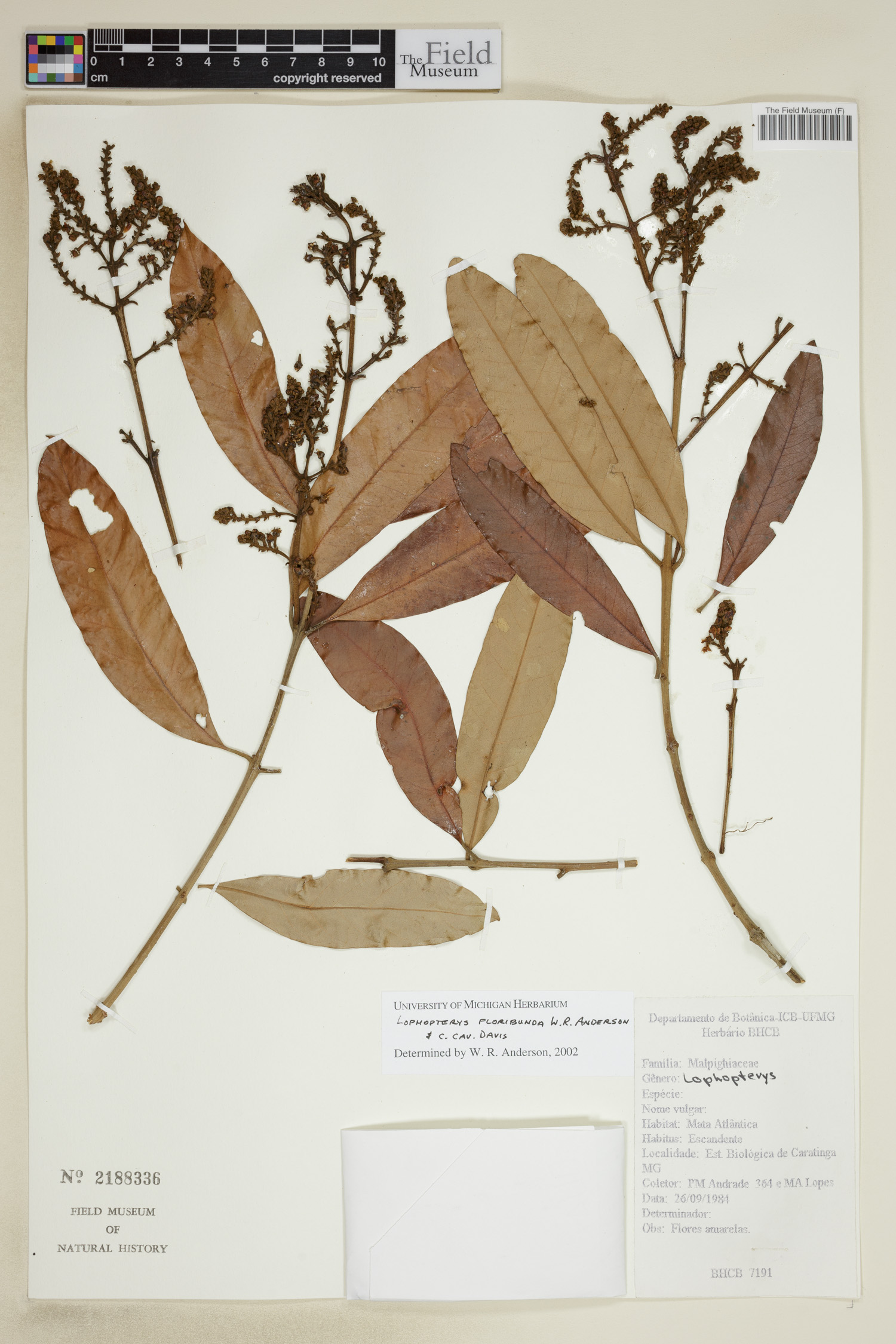 Lophopterys floribunda image