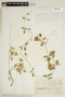 Mascagnia brevifolia image