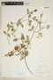 Mascagnia brevifolia image