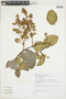 Mascagnia cordifolia image
