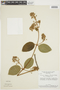 Mascagnia cordifolia image