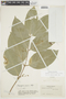 Mascagnia ovatifolia image