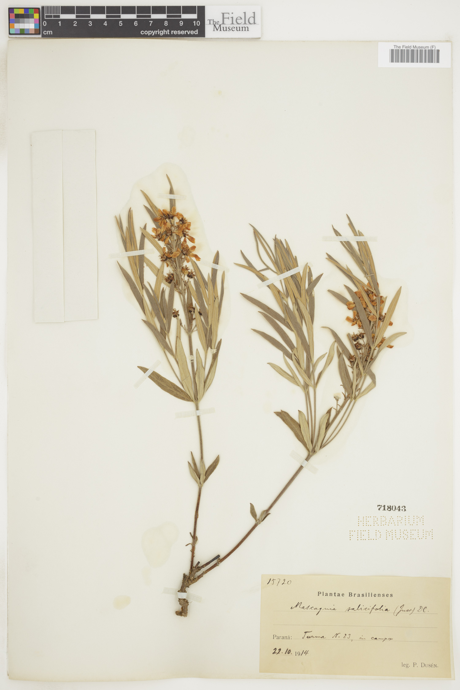 Tetrapterys salicifolia image