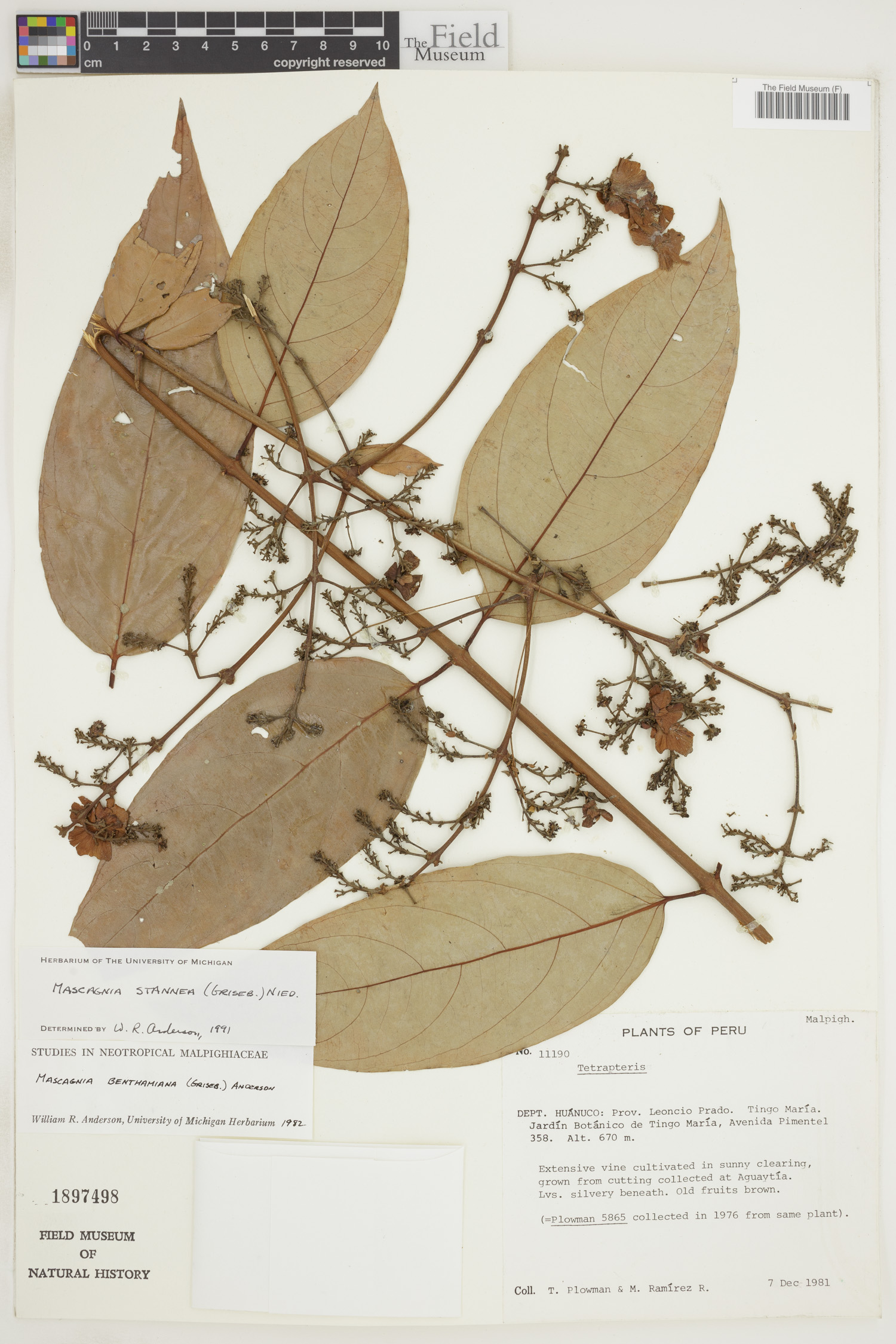 Niedenzuella image