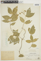 Mascagnia tenuifolia image