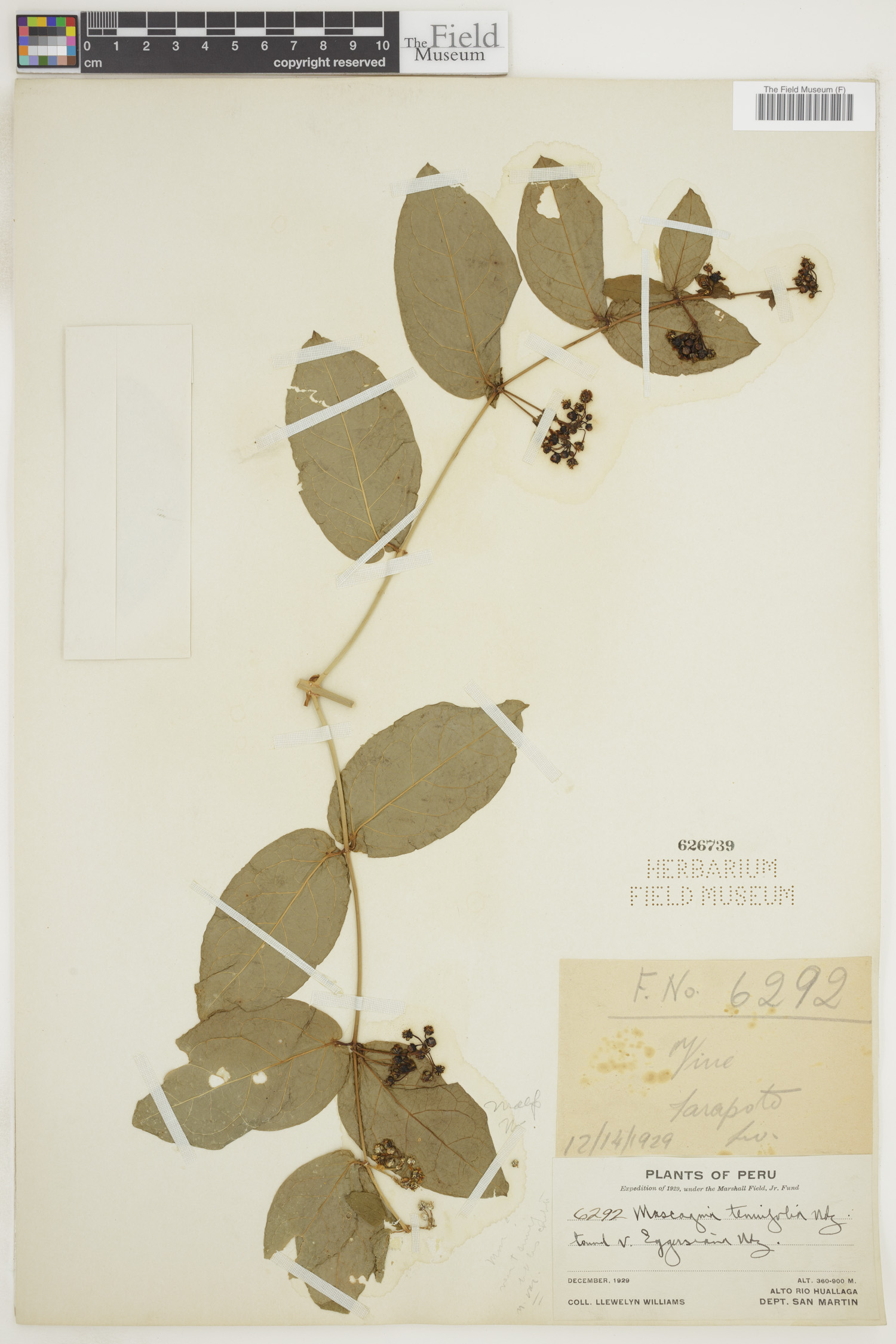 Mascagnia tenuifolia image