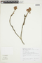 Pterandra pyroidea image