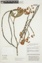 Pterandra pyroidea image