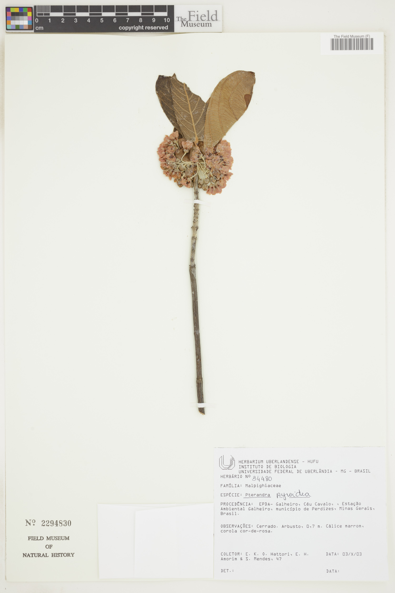 Pterandra pyroidea image