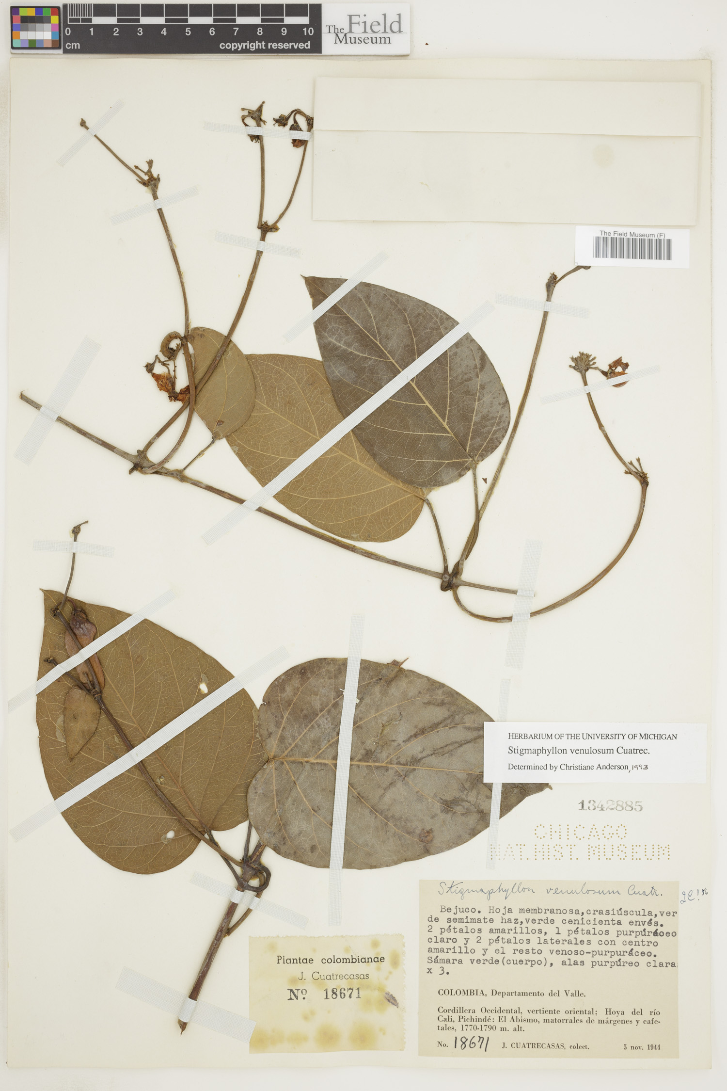 Stigmaphyllon venulosum image