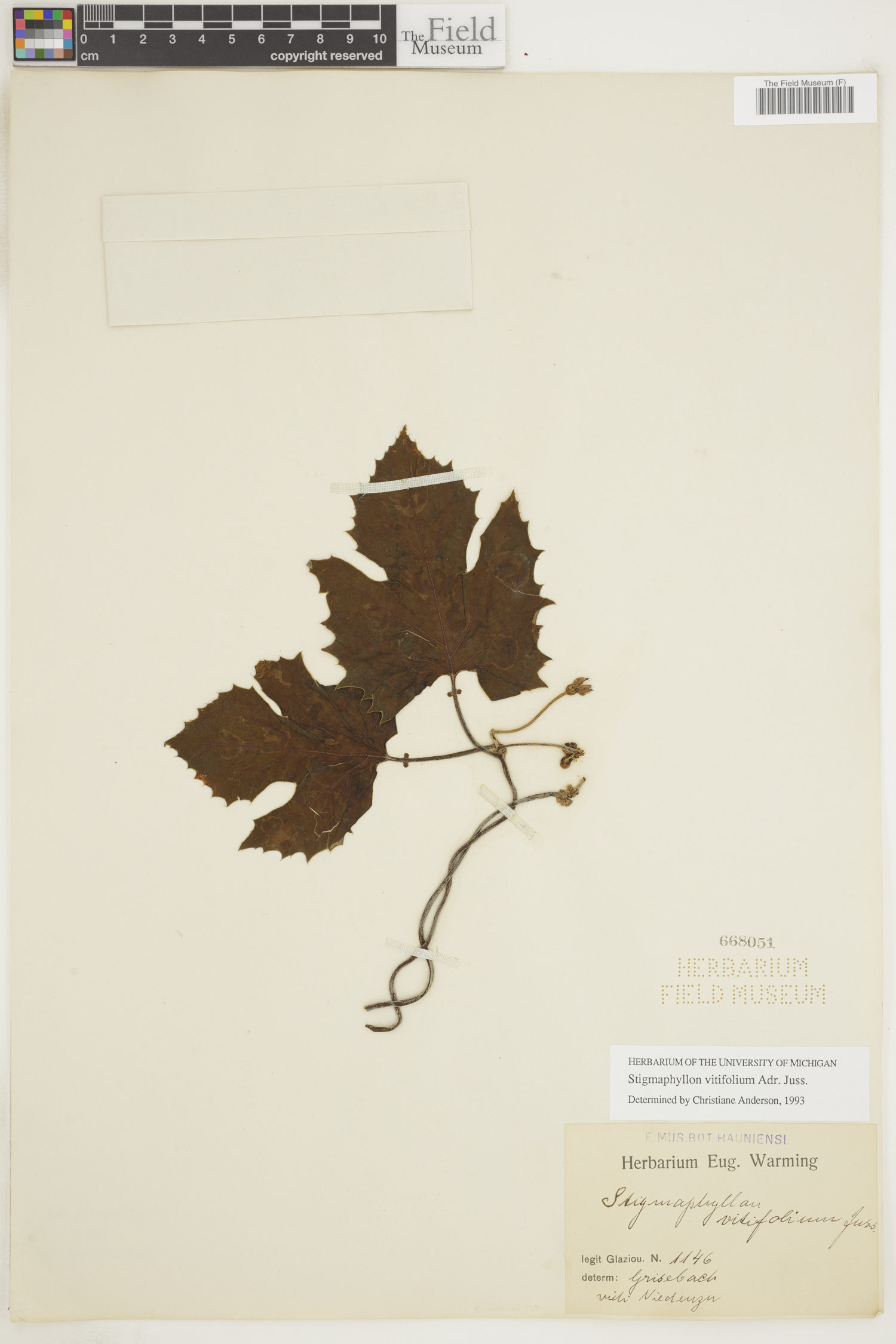 Stigmaphyllon vitifolium image