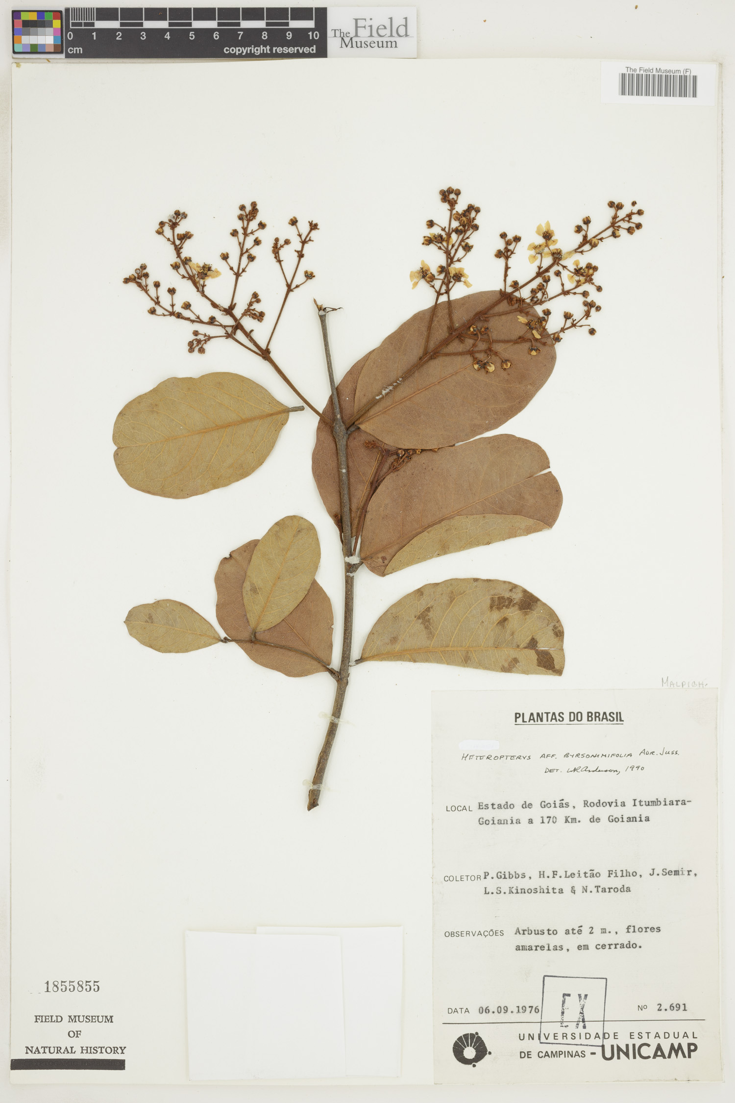 Heteropterys byrsonimifolia image