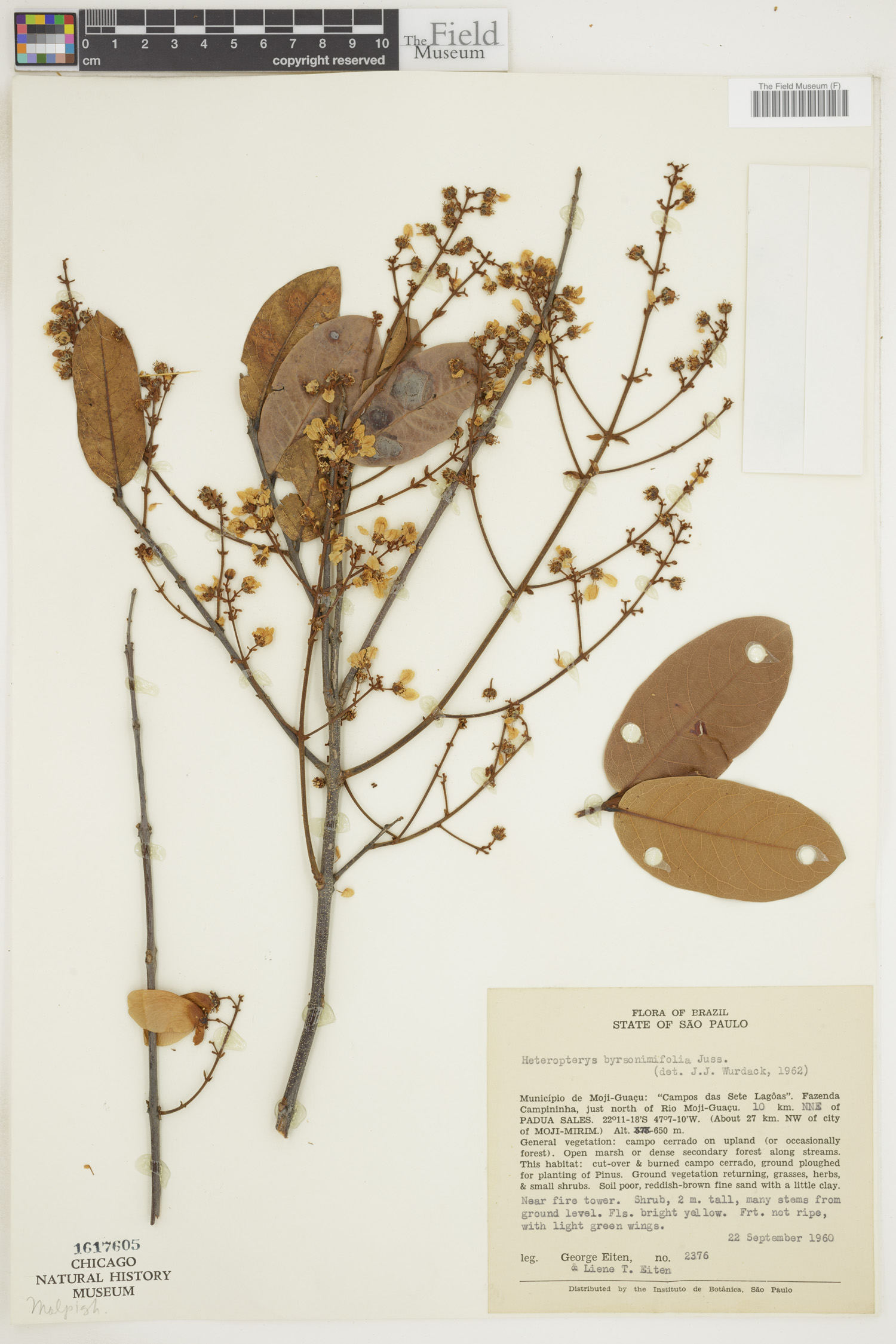 Heteropterys byrsonimifolia image