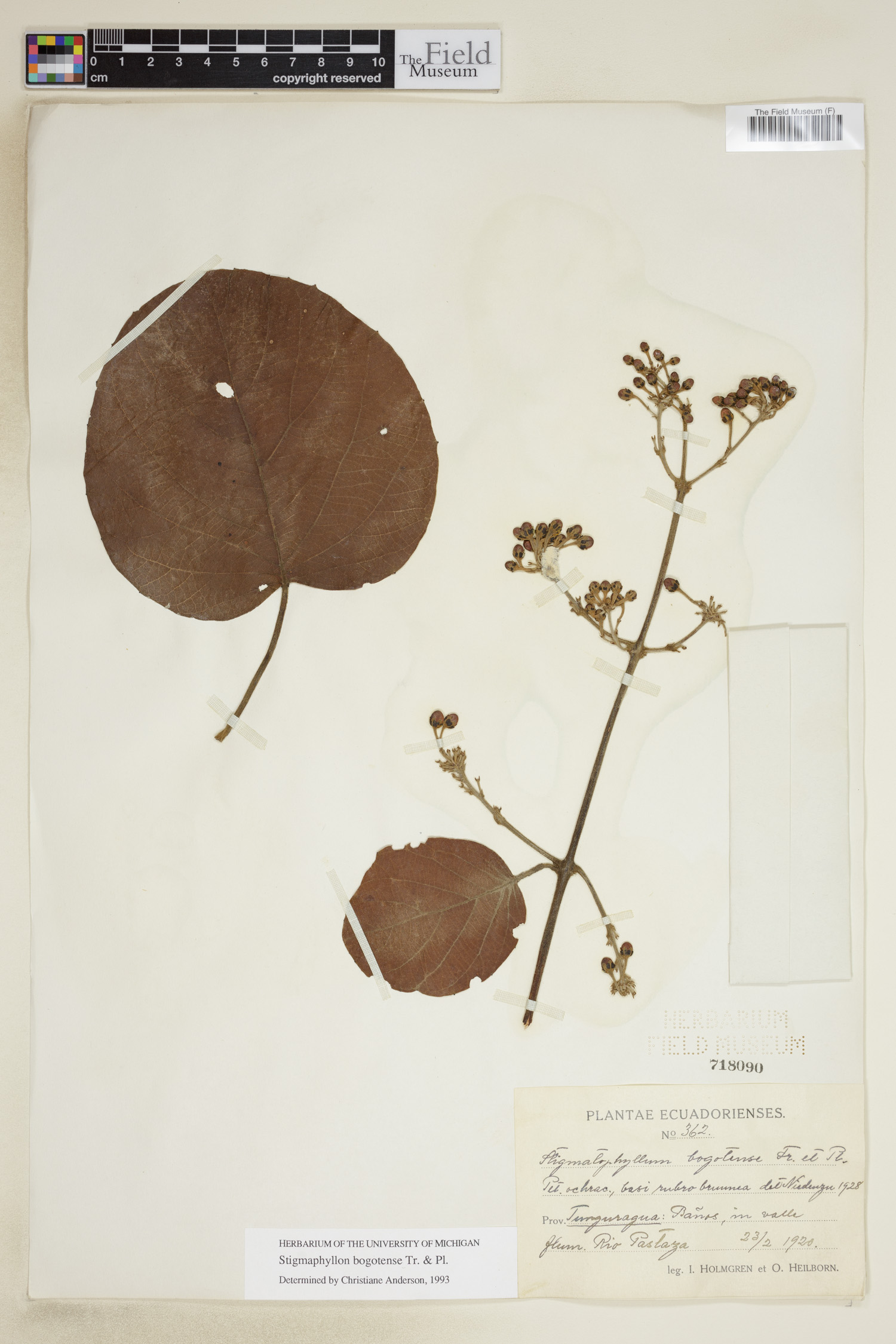 Stigmaphyllon bogotense image