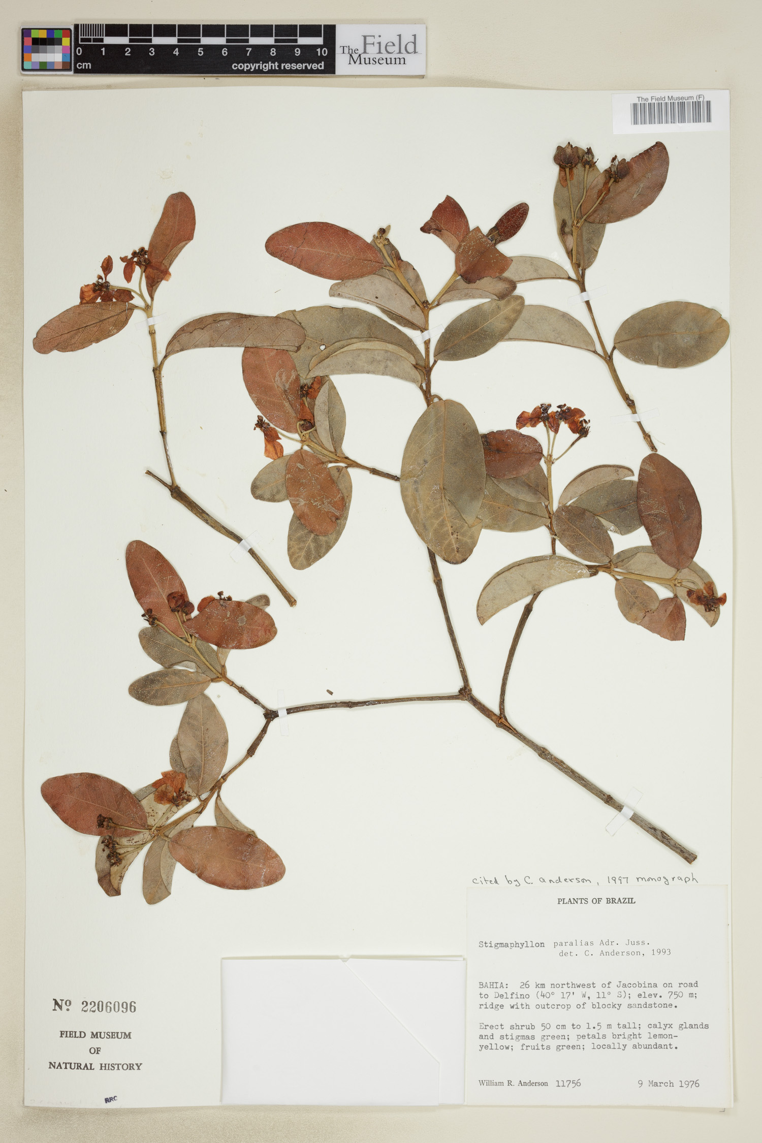 Stigmaphyllon paralias image