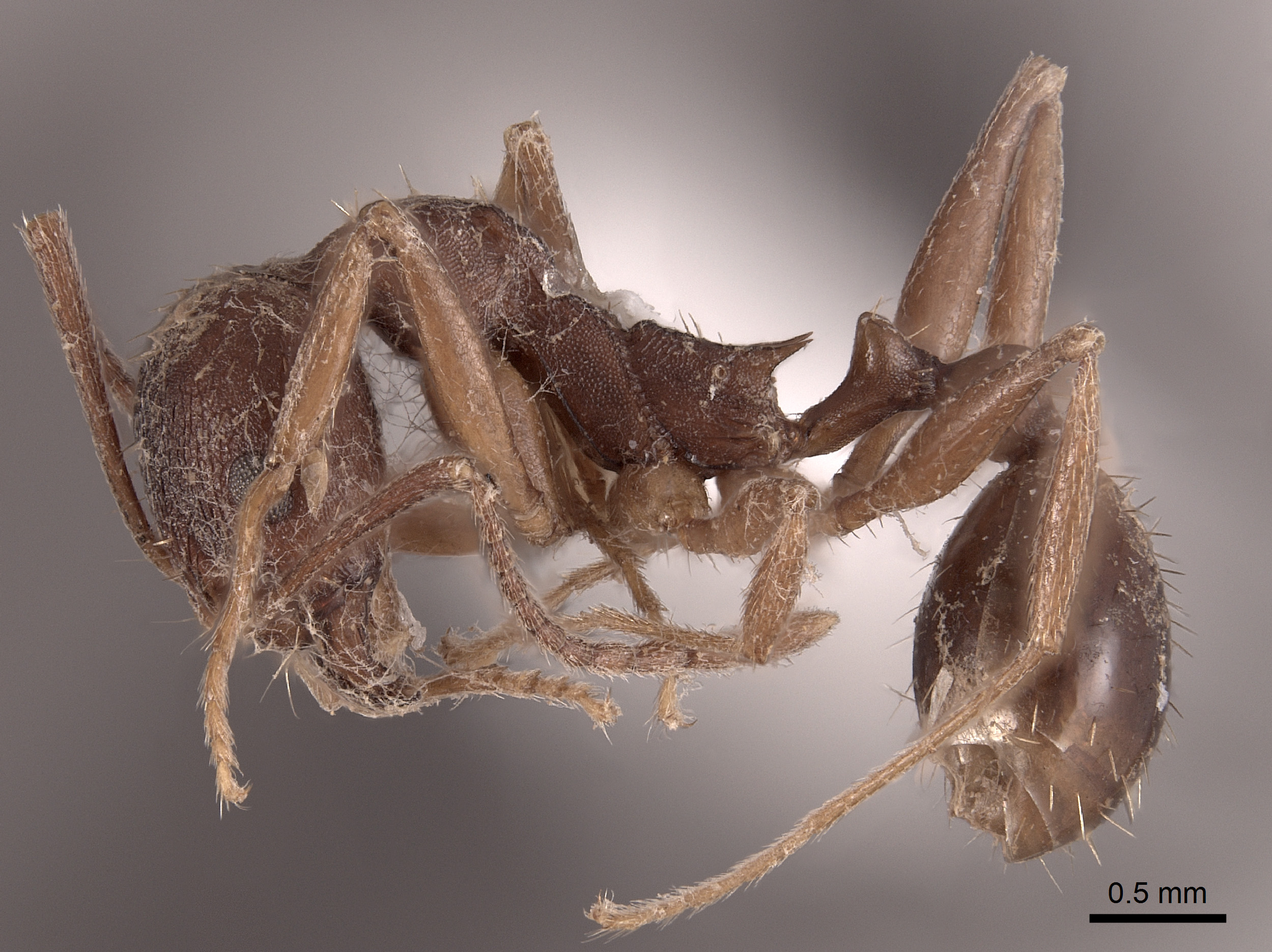 Aphaenogaster miamiana image