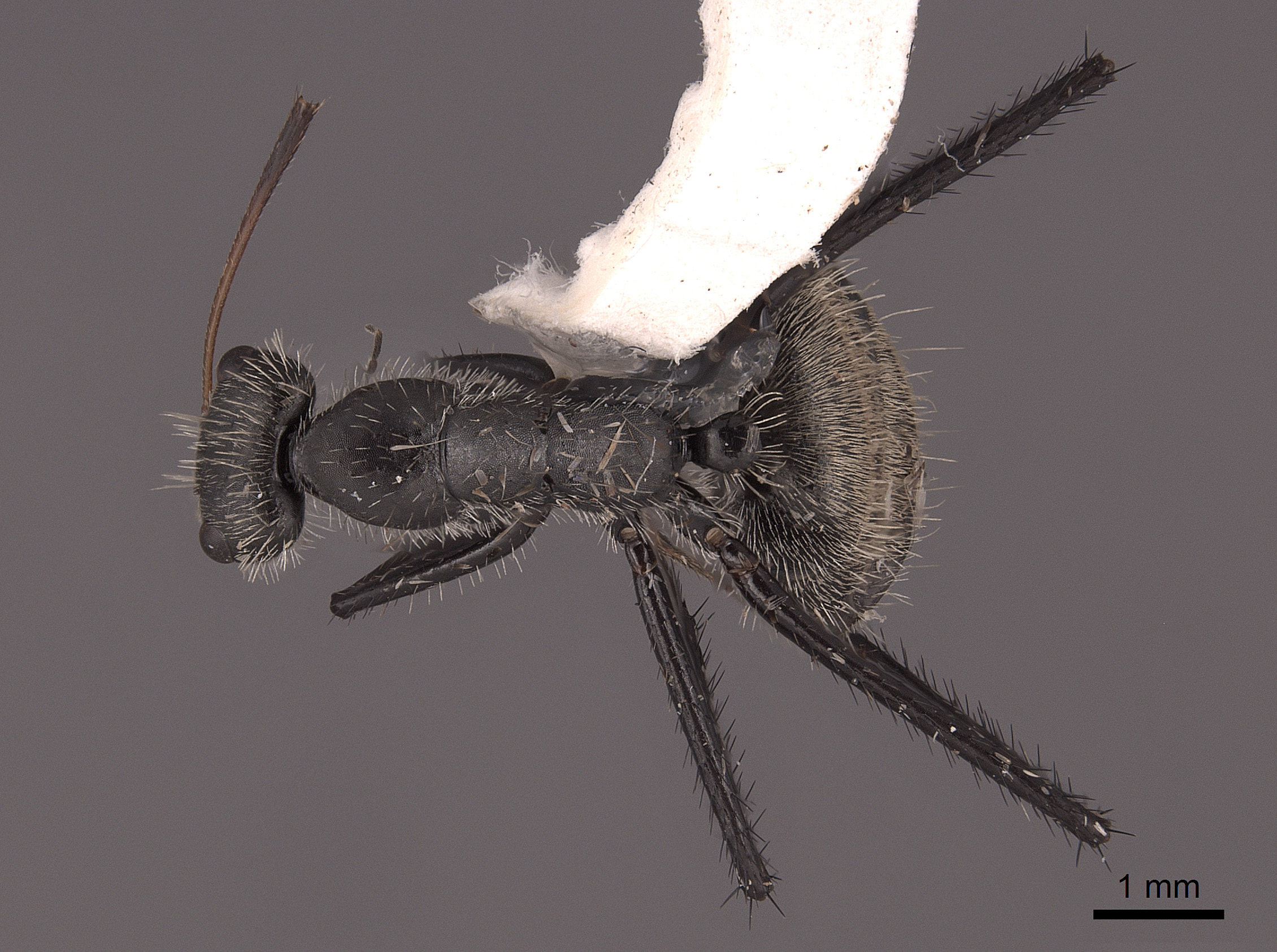 Camponotus depressus image