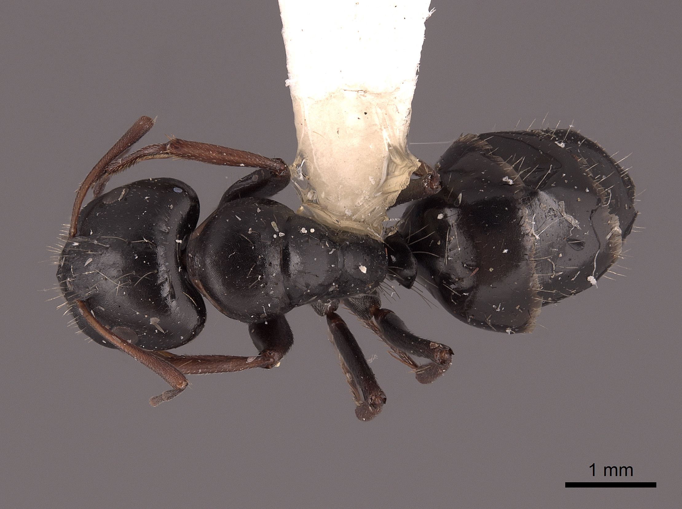Camponotus gestroi image