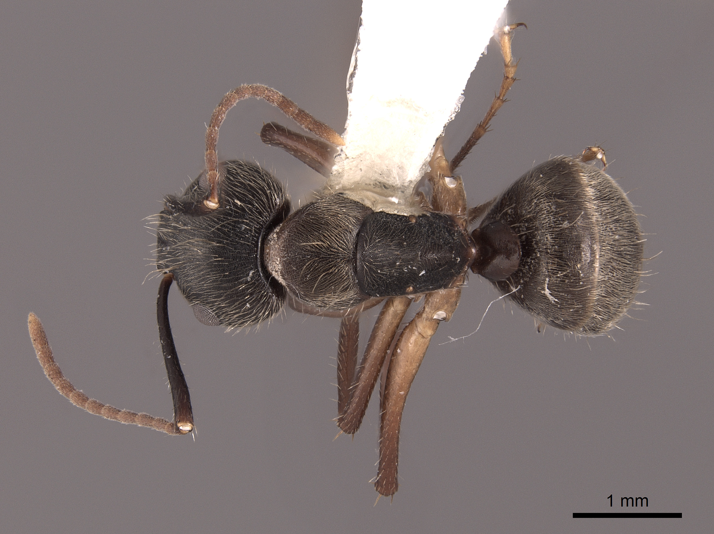 Camponotus femoratus image
