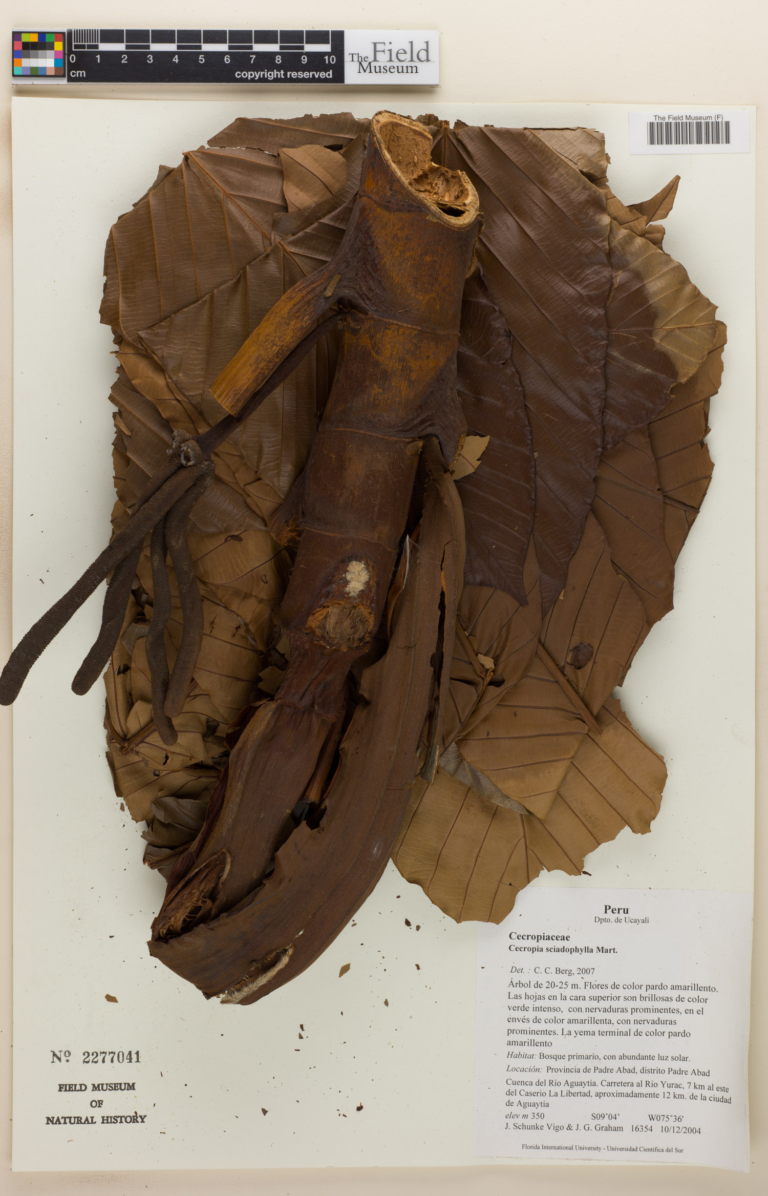 Cecropia sciadophylla image