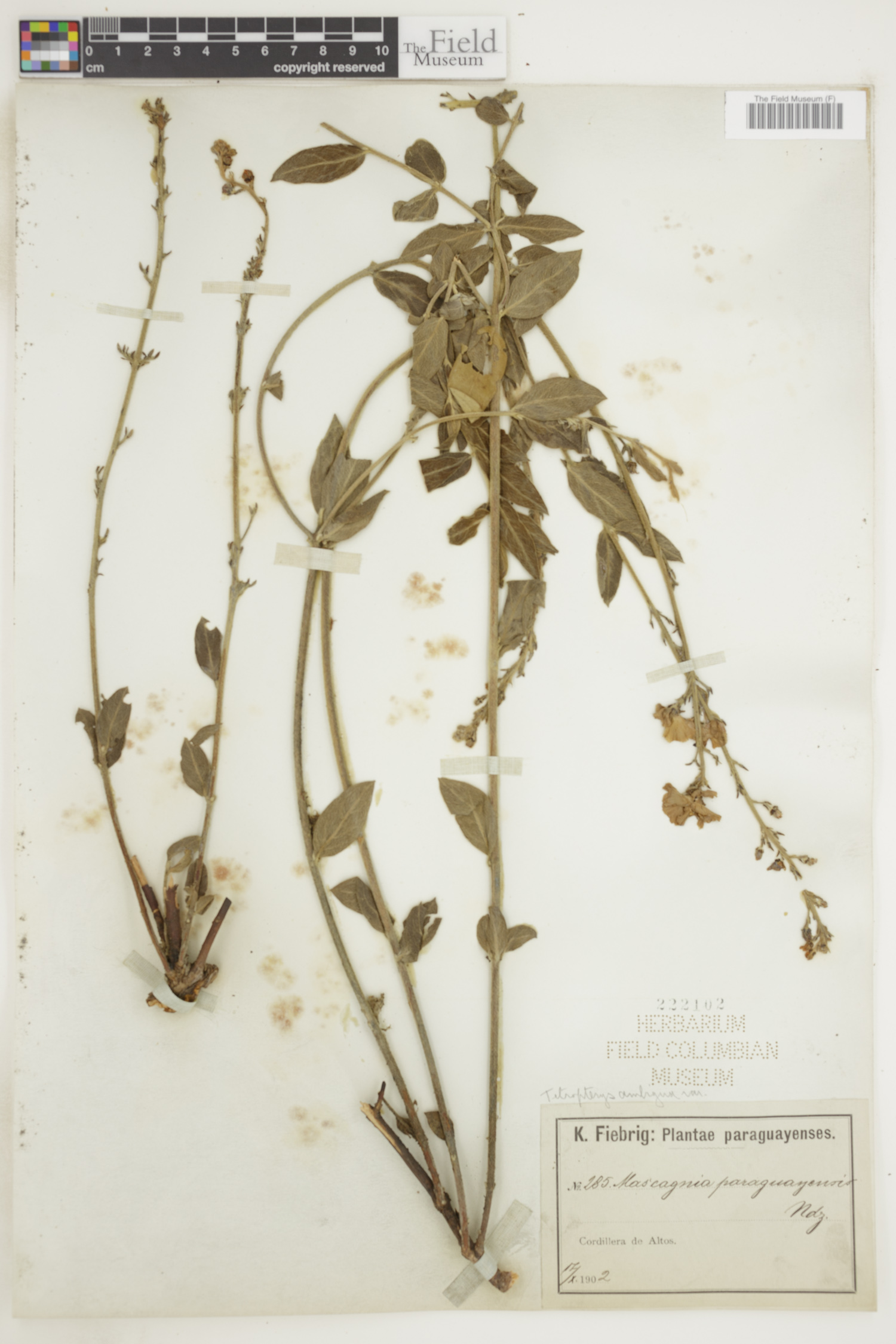 Tetrapterys ambigua image