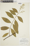 Niedenzuella mogoriifolia image