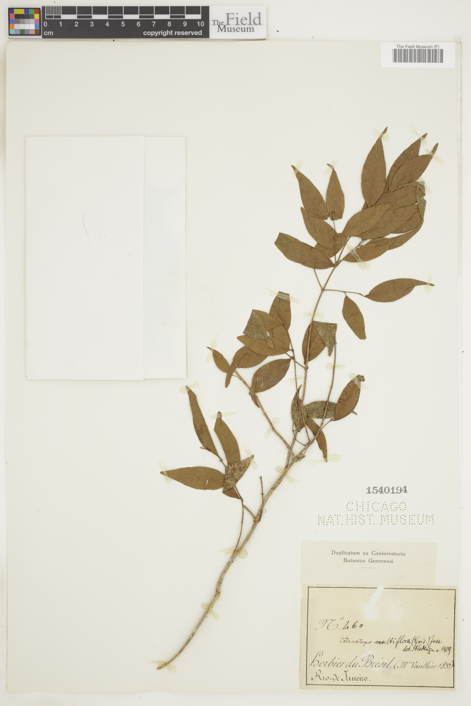 Niedenzuella mogoriifolia image
