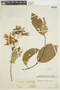 Tetrapterys ovalifolia image