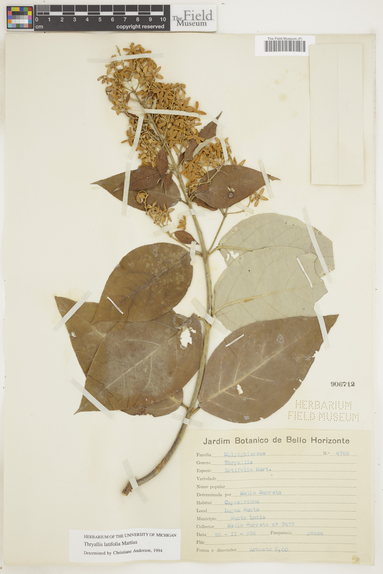 Thryallis latifolia image