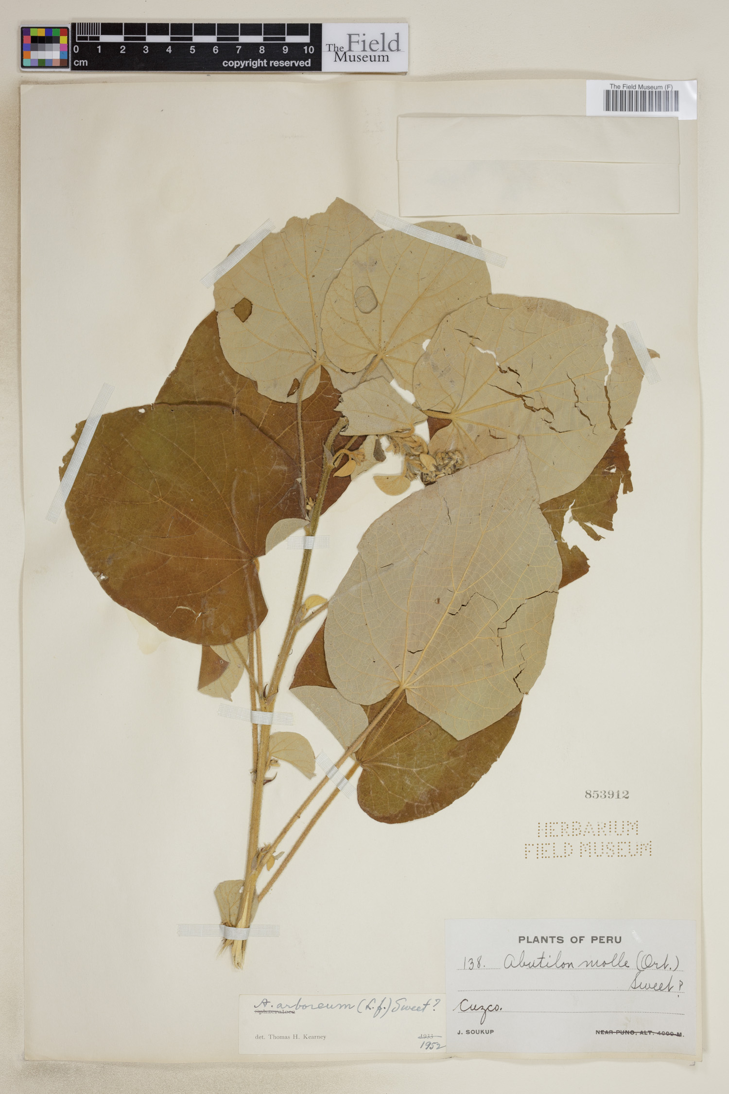 Abutilon arboreum image