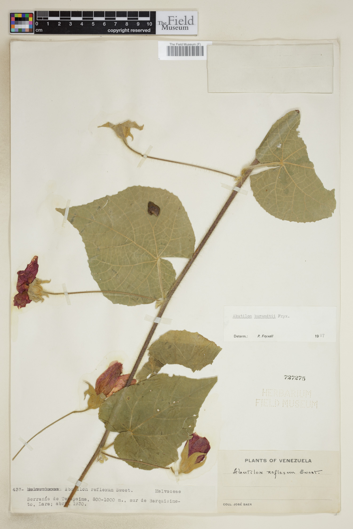 Abutilon burandtii image