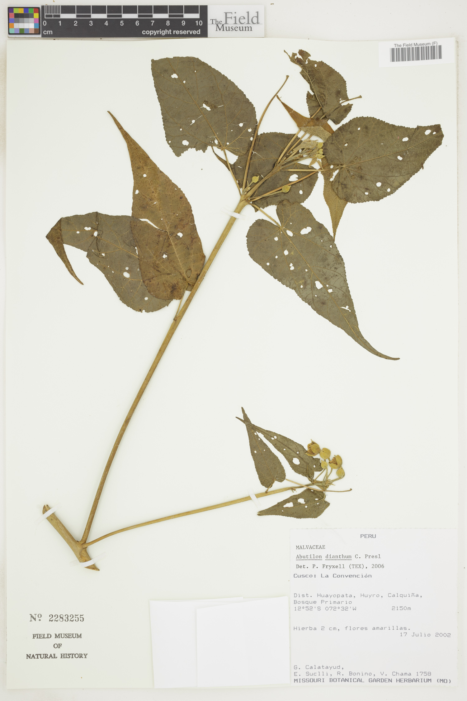 Abutilon dianthum image