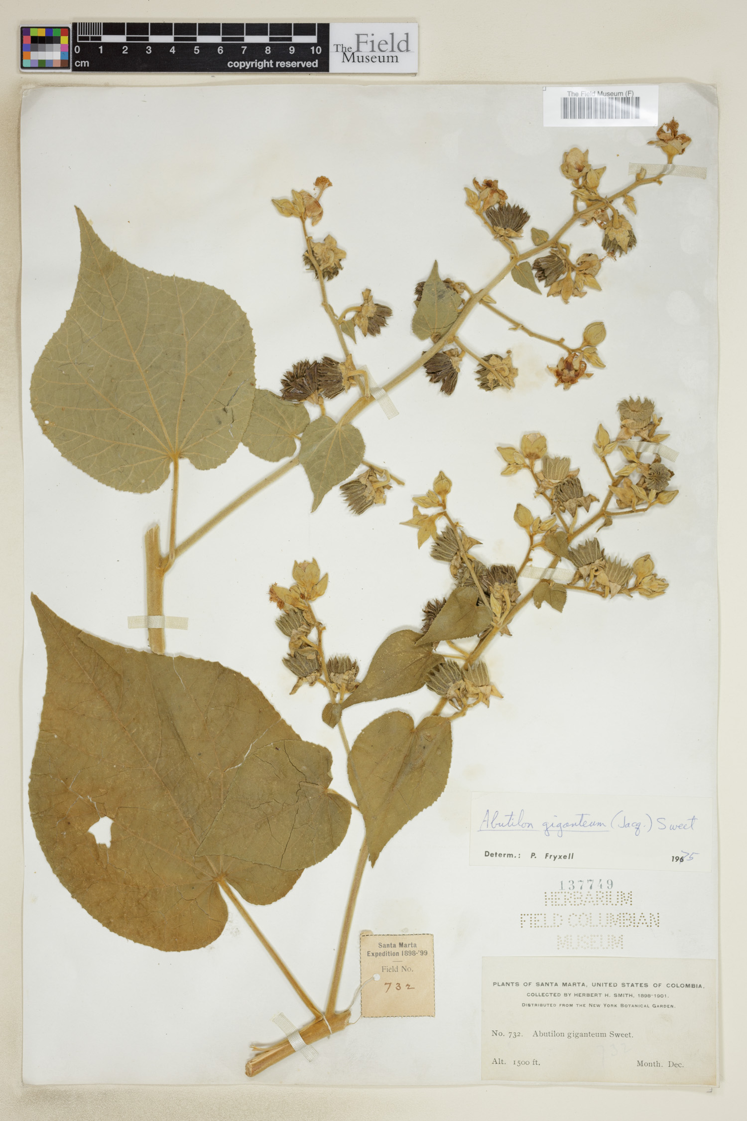 Abutilon giganteum image