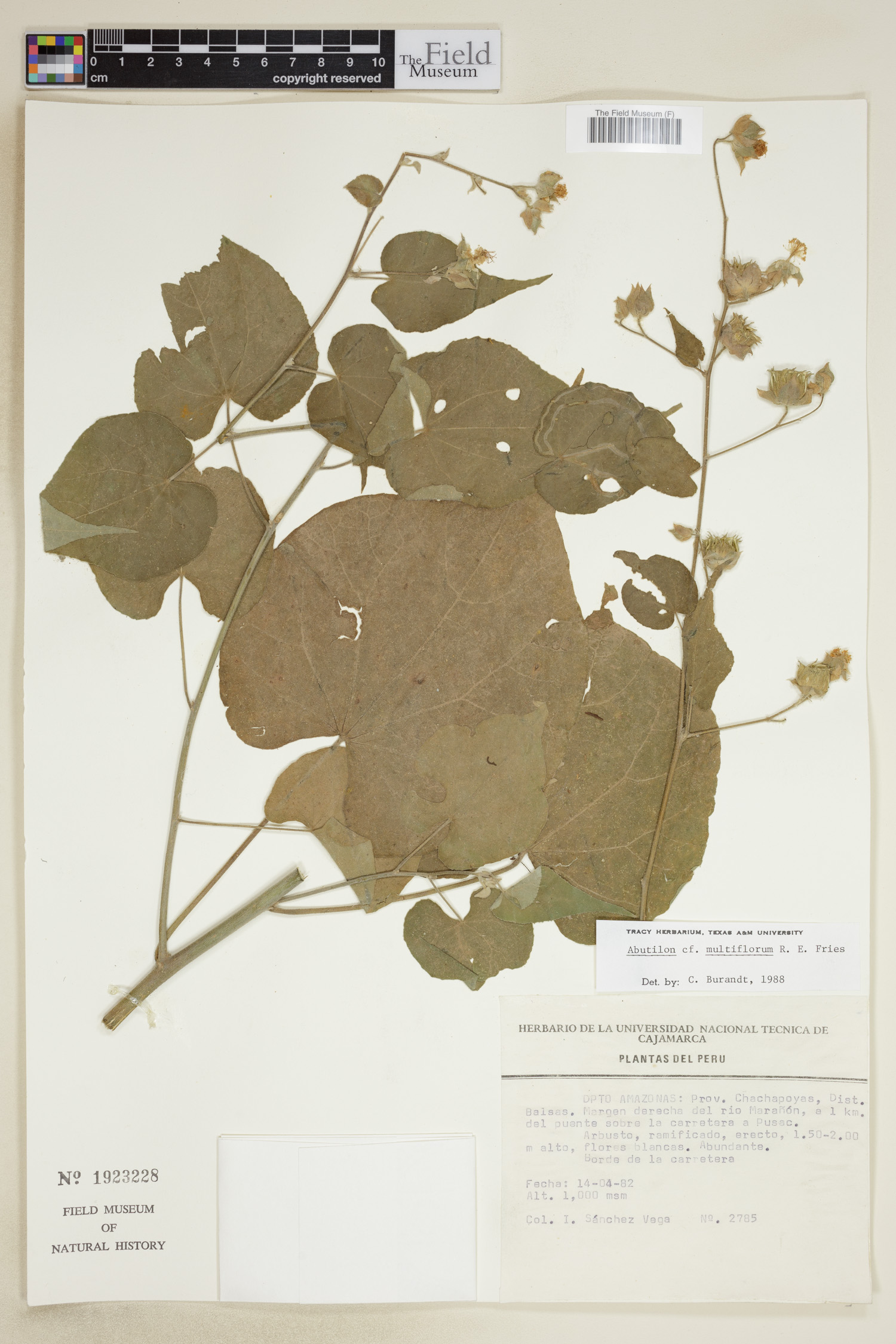Abutilon multiflorum image