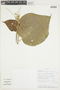 Abutilon peruvianum image