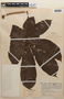 Cecropia obtusifolia subsp. burriada image