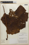 Cecropia obtusifolia subsp. burriada image