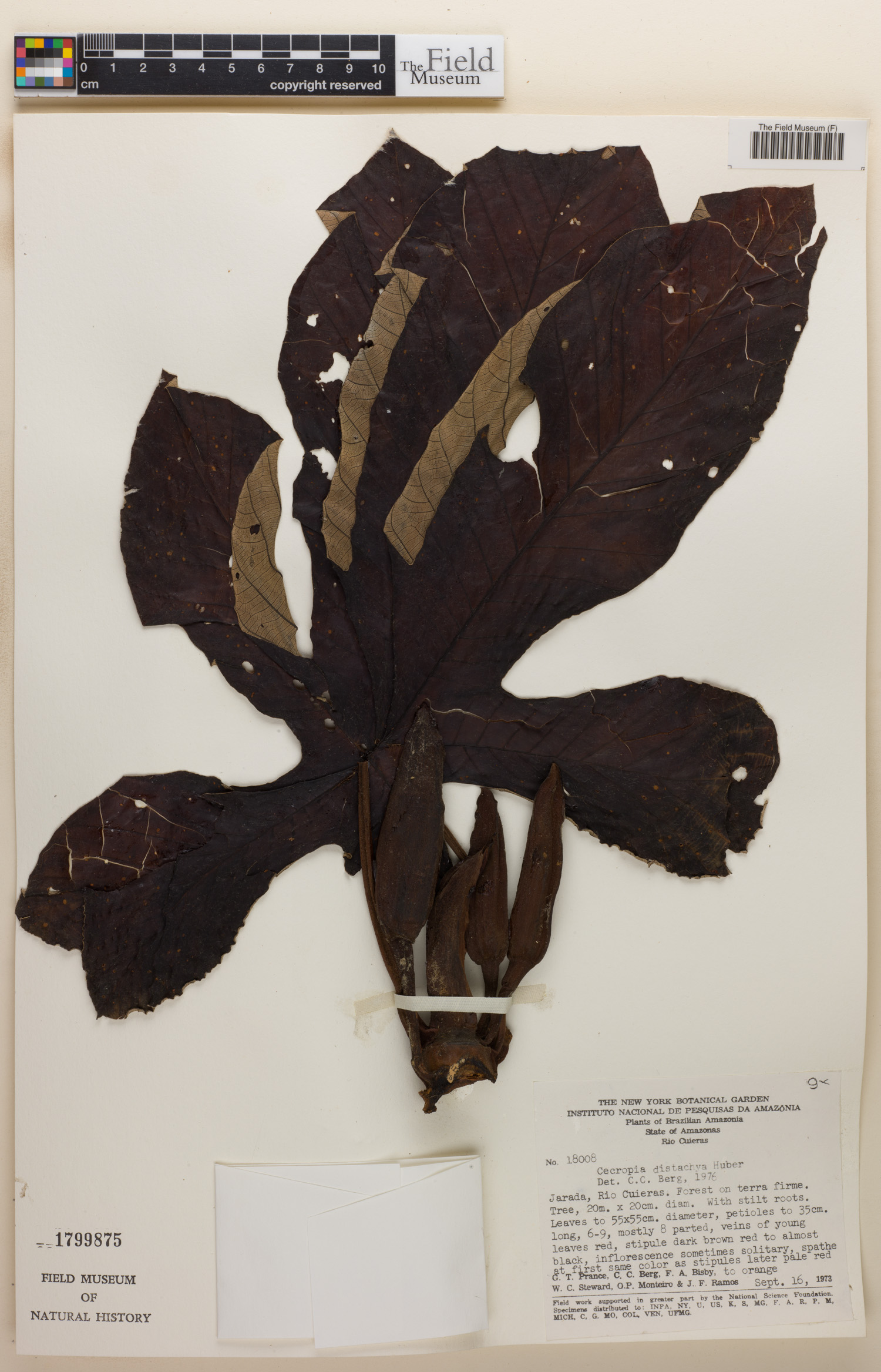 Cecropia distachya image