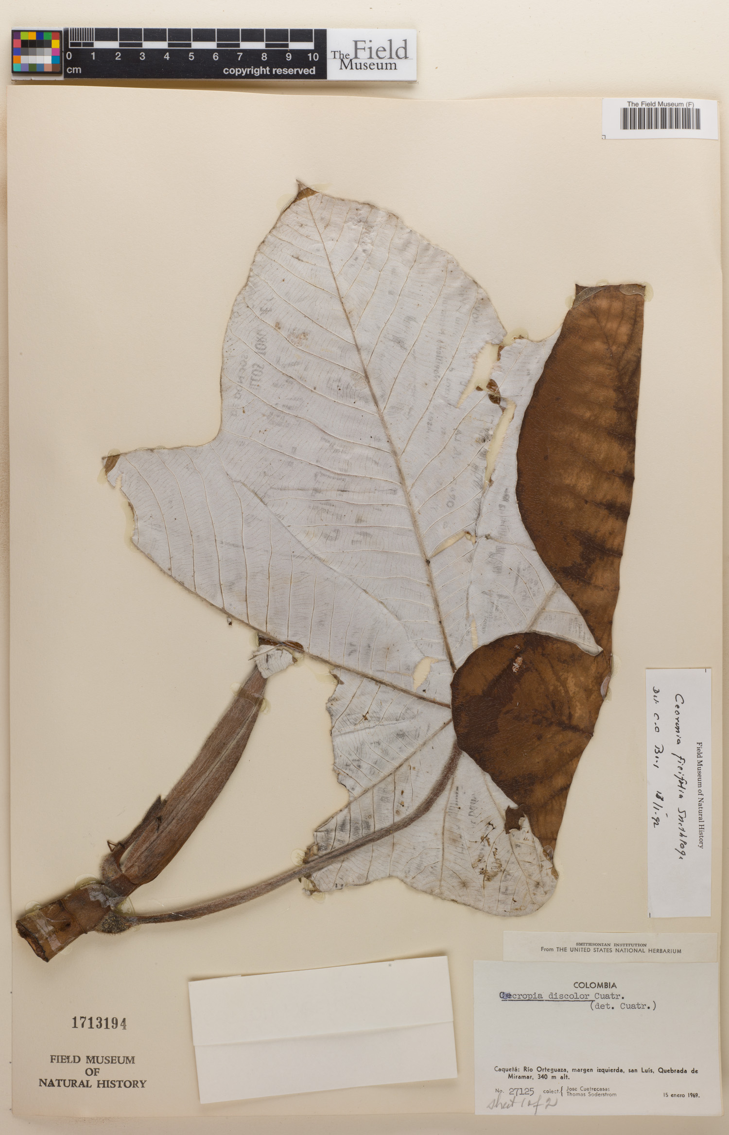 Cecropia ficifolia image