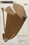 Cecropia sciadophylla image