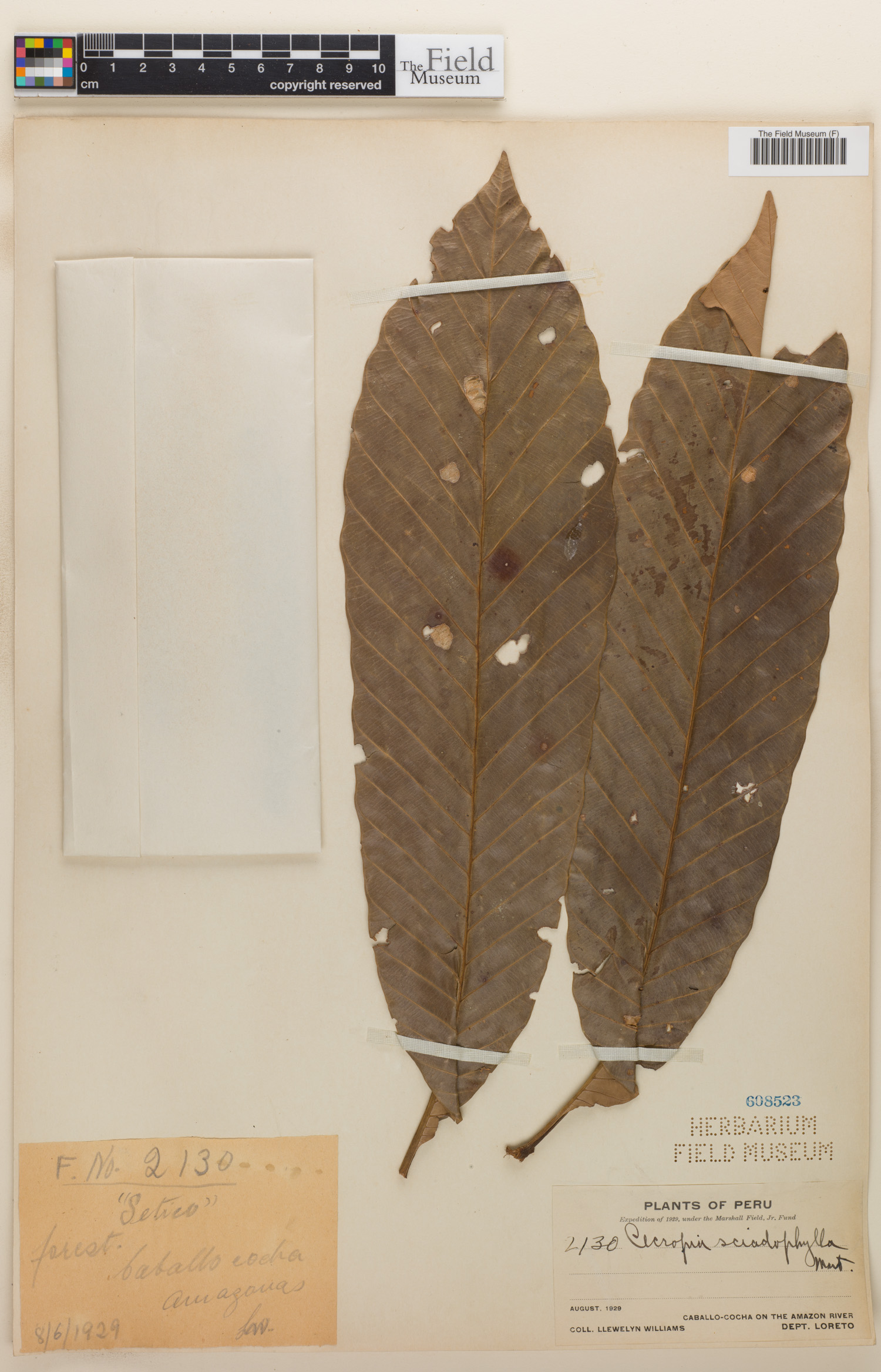 Cecropia sciadophylla image