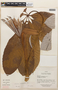 Cecropia sciadophylla image