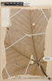 Cecropia virgusa image
