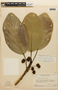 Coussapoa asperifolia image