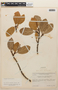 Coussapoa latifolia image